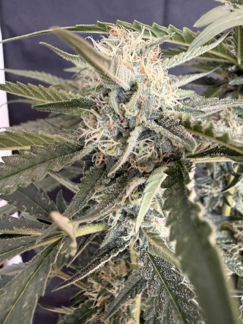 Ⓜ️❄️. Week 7
