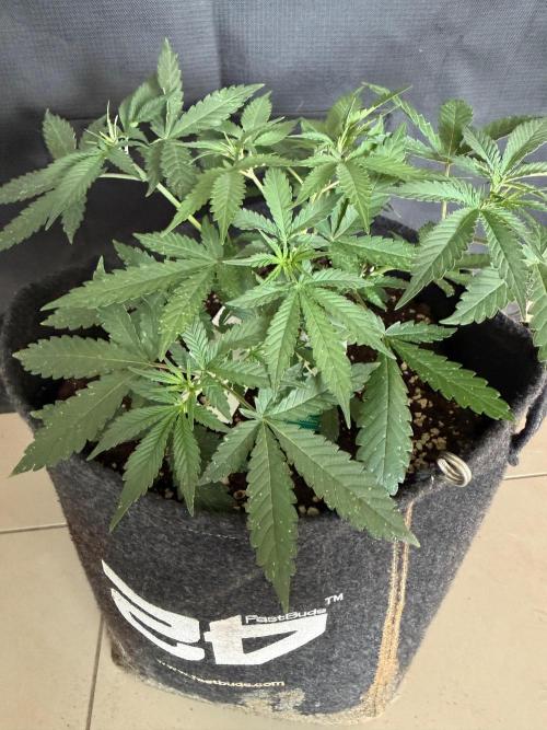 🍍😴. Week 3
