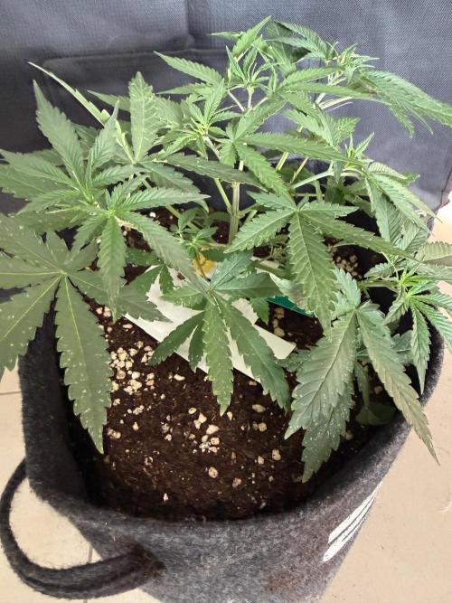 🍍😴. Week 3