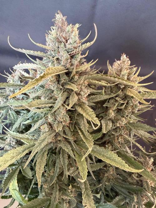 🍓🦍. Week 11