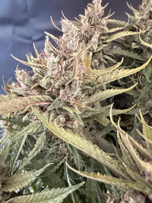 🍓🦍. Week 11