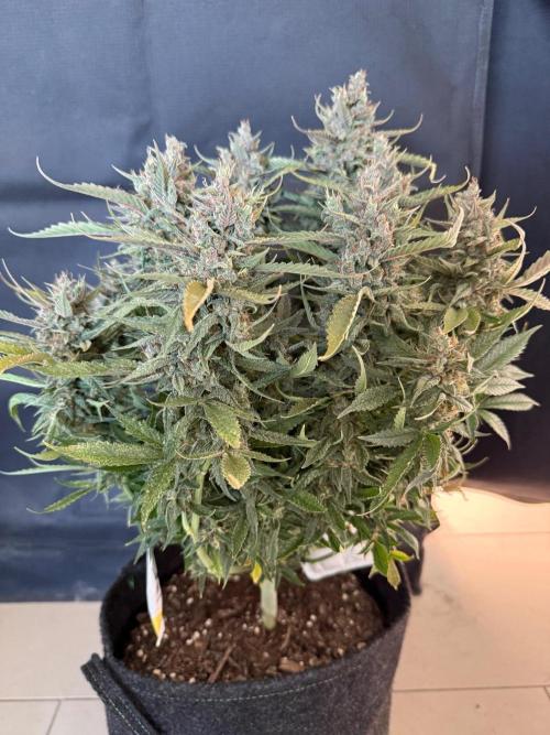 🍓🦍. Week 11