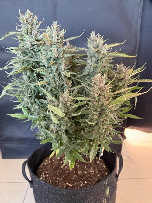 🍓🦍. Week 11