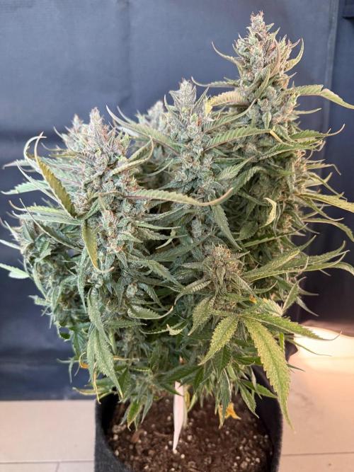 🍓🦍. Week 11