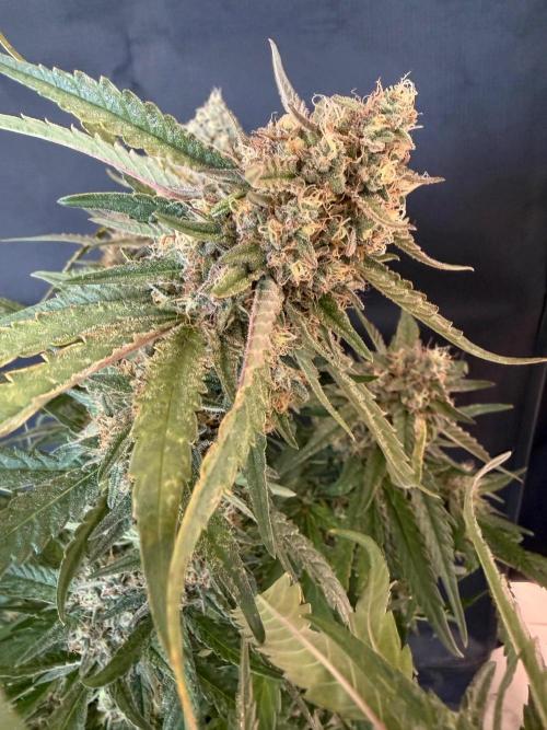 Ⓜ️❄️. Week 9