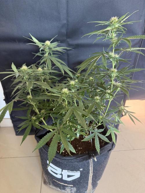 🍍😴. Week 6