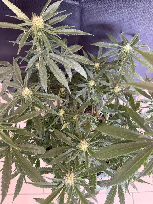 🍍😴. Week 6