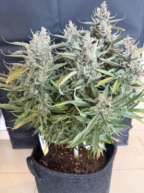 🍓🦍. Week 12