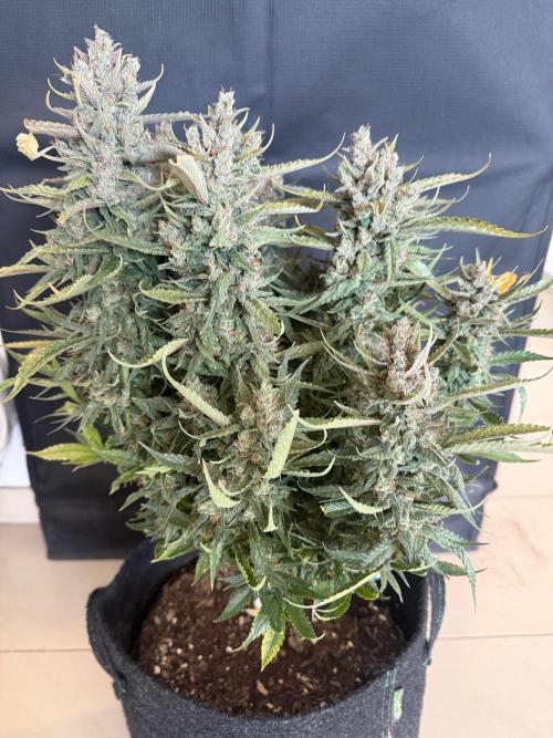 🍓🦍. Week 12