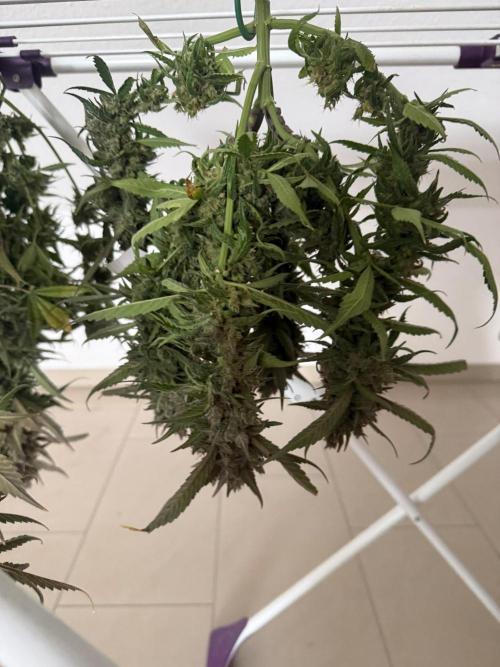 🍓🦍. Week 12