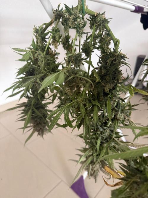 Strawberry Gorilla Auto. Week 12