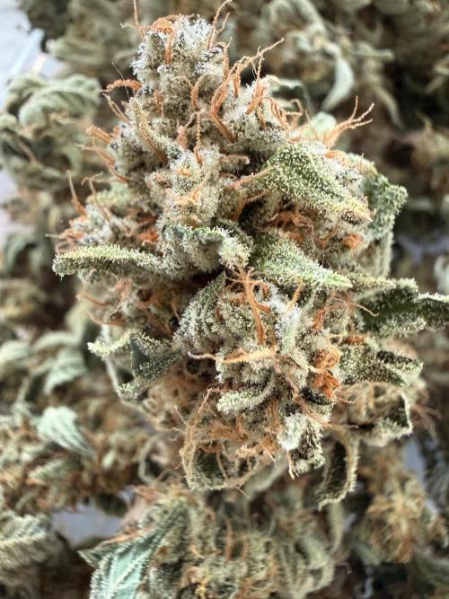 ❄️‼️F4. Week 10