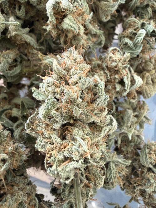 ❄️‼️F4. Week 10
