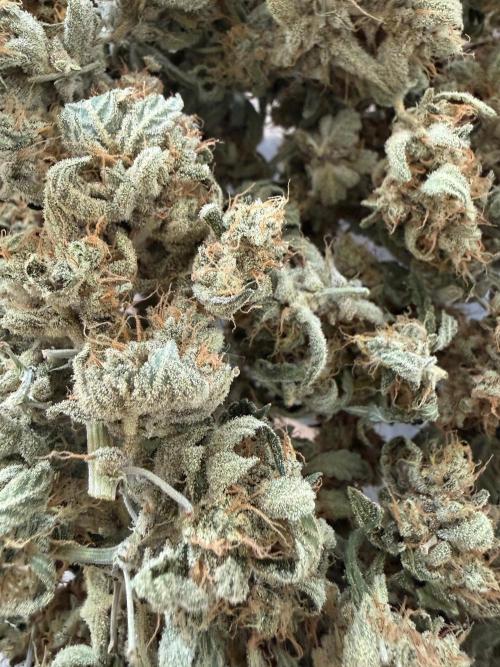 ❄️‼️F4. Week 10