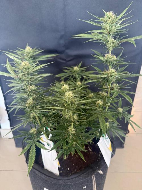 🍍😴. Week 7