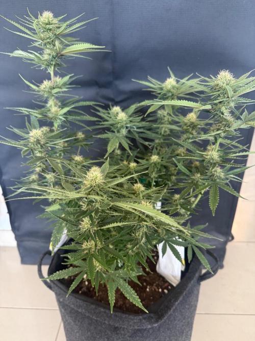 🍍😴. Week 7