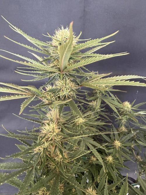 🍍😴. Week 7