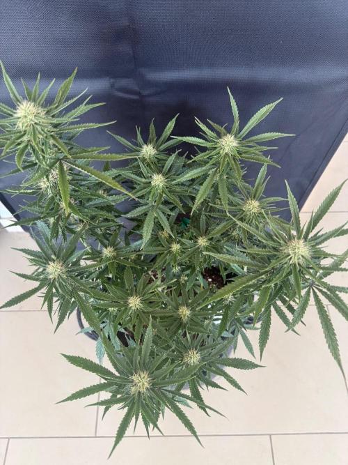 🍍😴. Week 7