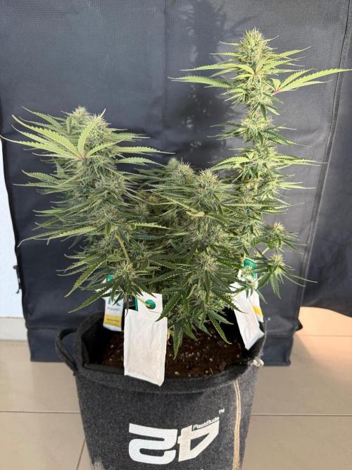🍍😴. Week 8