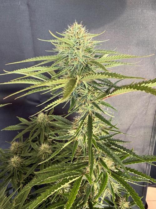 🍍😴. Week 8