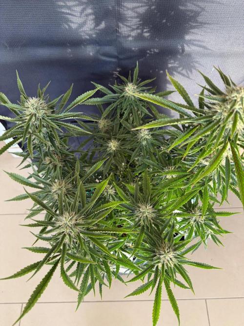 🍍😴. Week 8