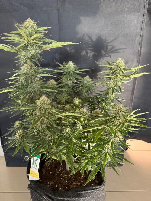 🍍😴. Week 8