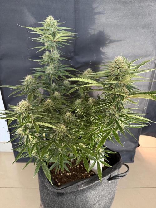 🍍😴. Week 8