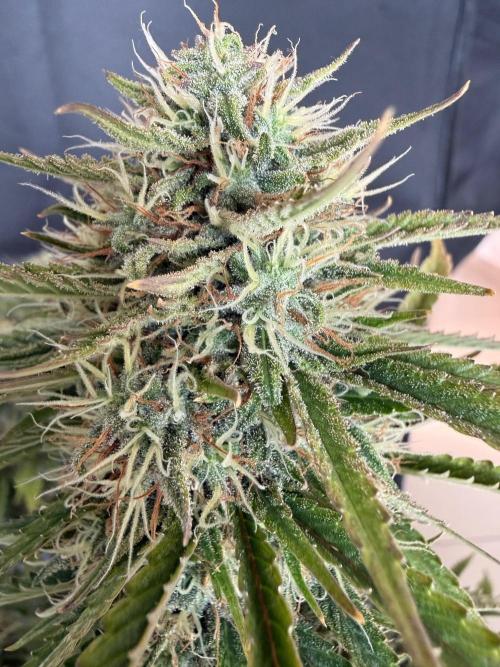 🍍😴. Week 9
