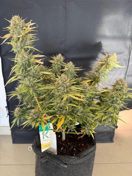 🍍😴. Week 10