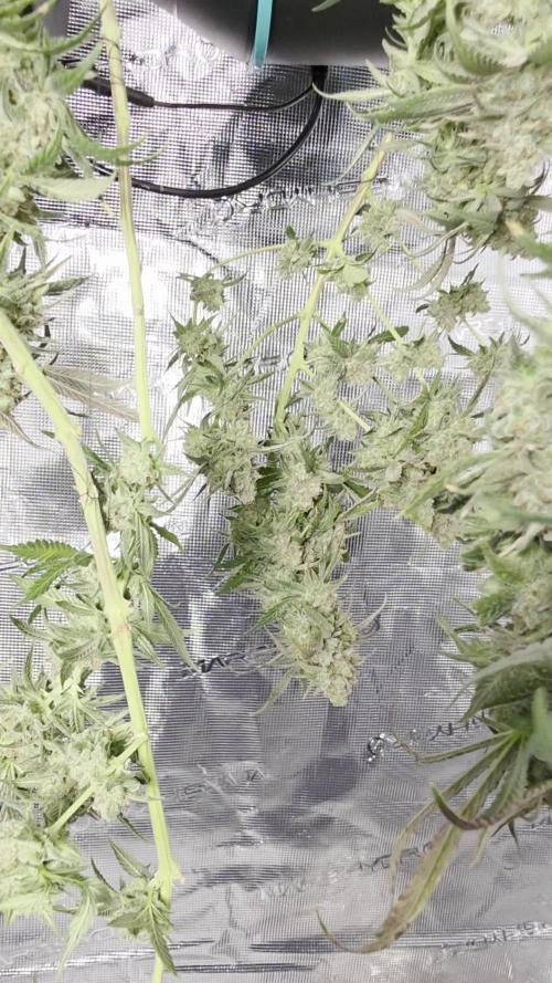 First grow