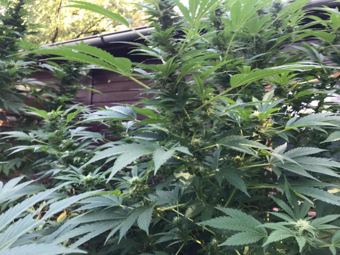 Special Kush 1 by Ferrox Kollektiv. Week 20