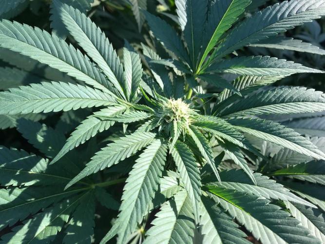 Special Kush 1 by Ferrox Kollektiv. Week 20