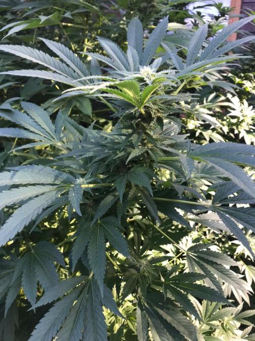 Special Kush 1 by Ferrox Kollektiv. Week 20