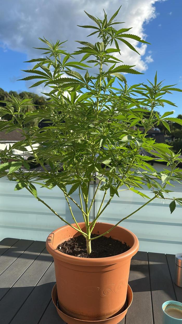 G13 Super Haze. Week 9