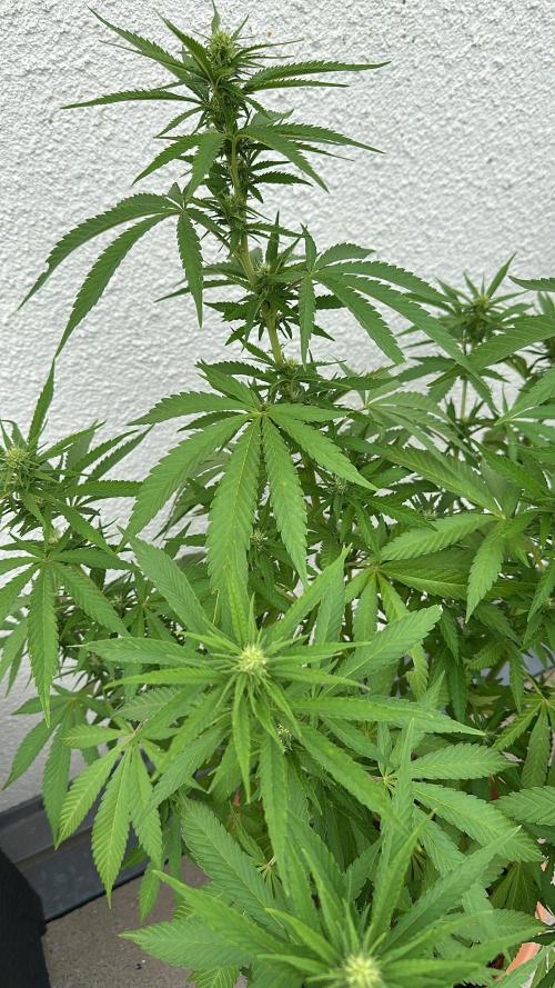 G13 Super Haze. Week 14