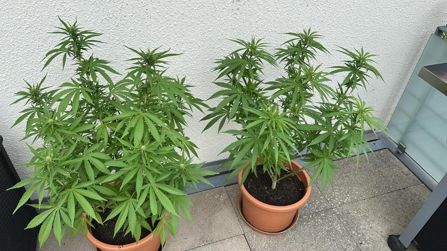 G13 Super Haze. Week 14