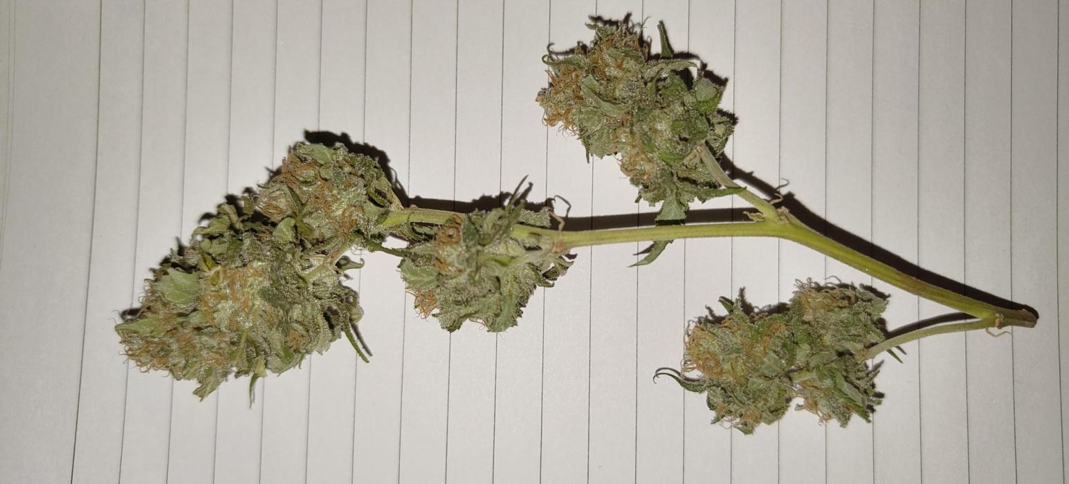 G13 Super Haze. Week 15