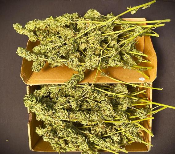 Special Kush 1 by Ferrox Kollektiv. Week 25