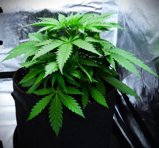G13 Vampir by Ferrox Kollektiv. Week 3