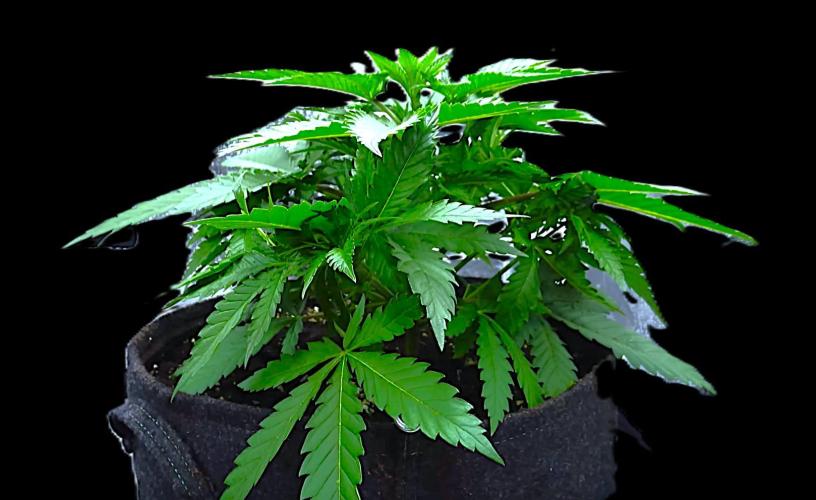 G13 Vampir by Ferrox Kollektiv. Week 3