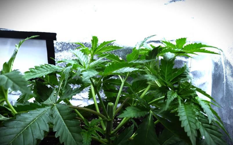 G13 Vampir by Ferrox Kollektiv. Week 3