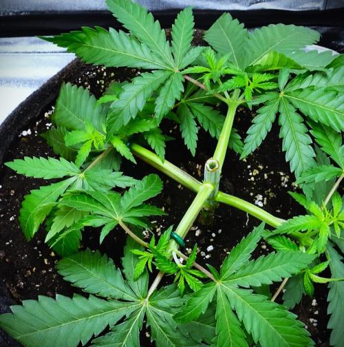 G13 Vampir by Ferrox Kollektiv. Week 4