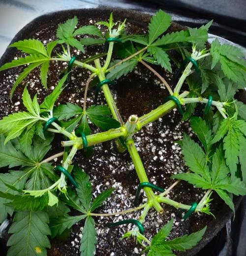 G13 Vampir by Ferrox Kollektiv. Week 4