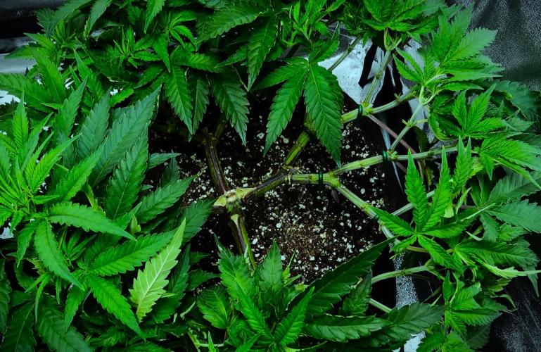 G13 Vampir by Ferrox Kollektiv. Week 4