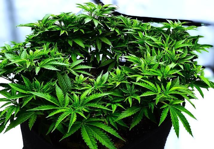 G13 Vampir by Ferrox Kollektiv. Week 5