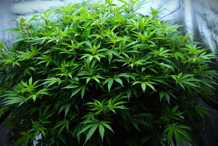 G13 Vampir by Ferrox Kollektiv. Week 6