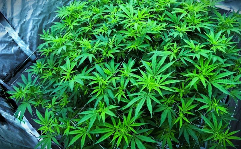 G13 Vampir by Ferrox Kollektiv. Week 6