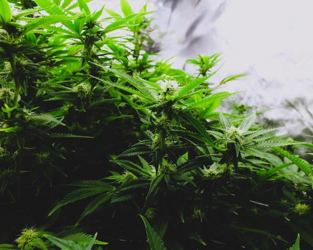 G13 Vampir by Ferrox Kollektiv. Week 7