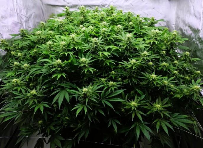 G13 Vampir by Ferrox Kollektiv. Week 8