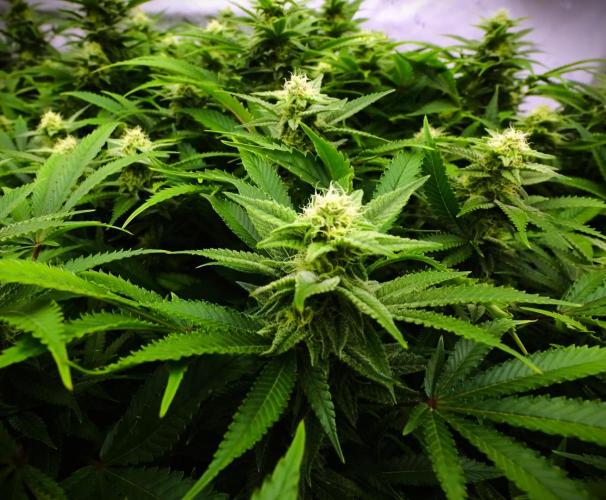 G13 Vampir by Ferrox Kollektiv. Week 8